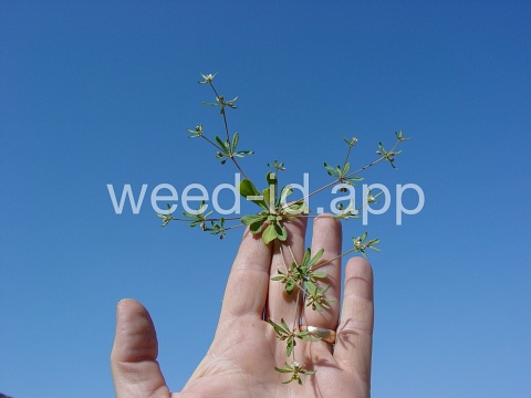 carpetweed
